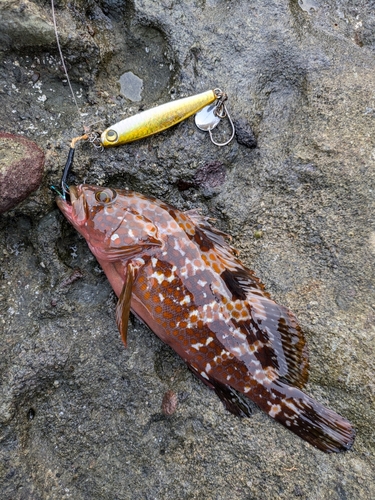 キジハタの釣果