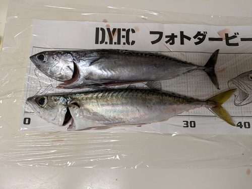 カツオの釣果