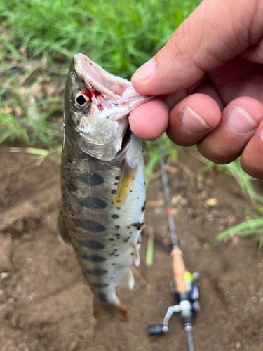 ヤマメの釣果