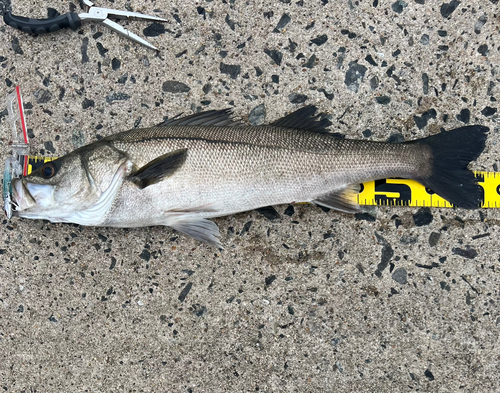 シーバスの釣果