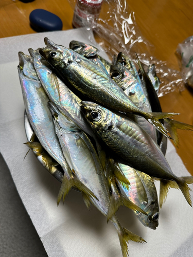 アジの釣果