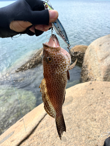 オオモンハタの釣果