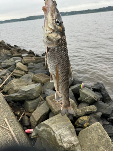 ボラの釣果