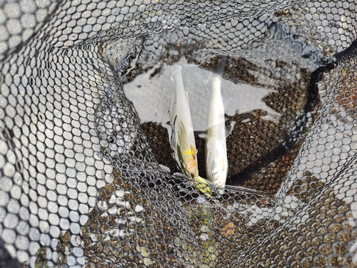 アユの釣果