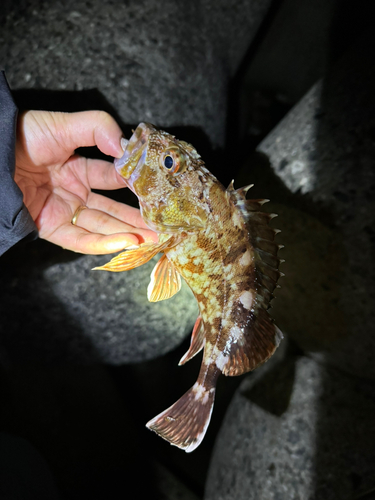 カサゴの釣果