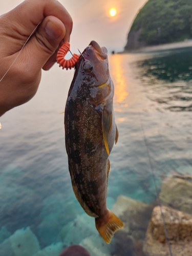 アイナメの釣果