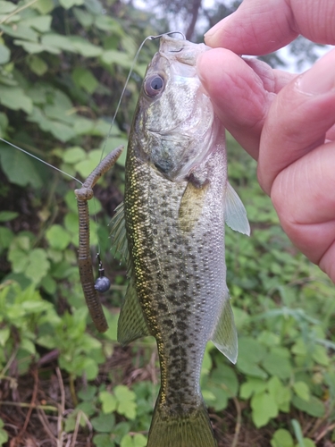 ラージマウスバスの釣果