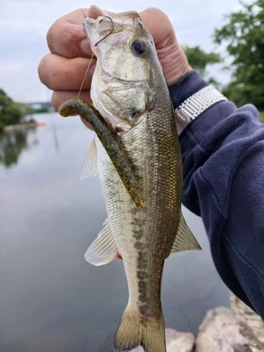 ラージマウスバスの釣果