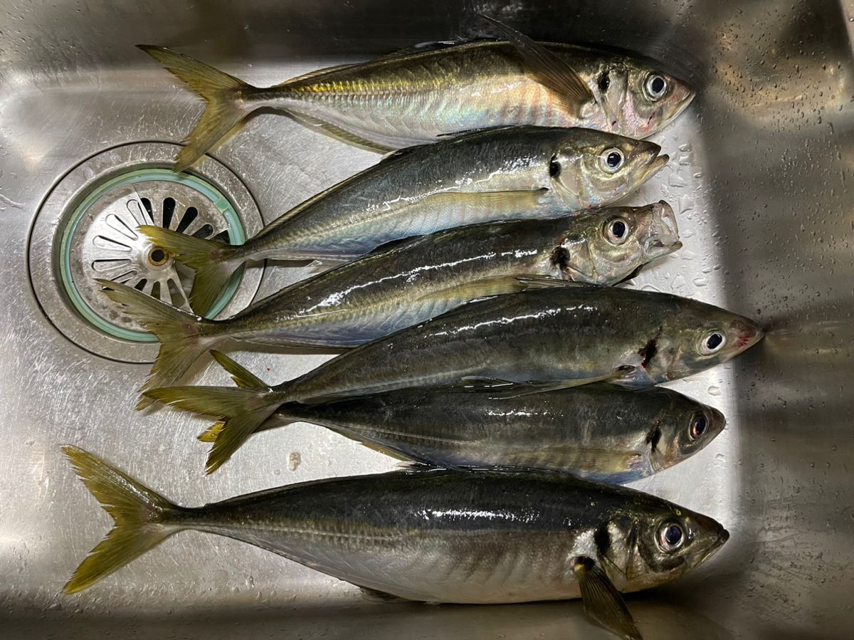 おスギですさんの釣果 2枚目の画像