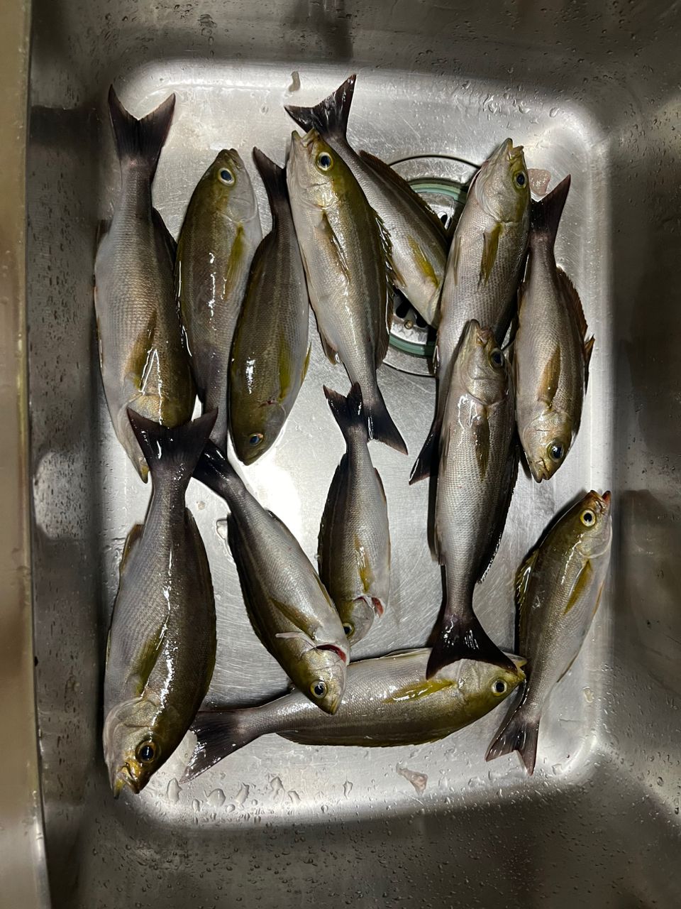 おスギですさんの釣果 3枚目の画像