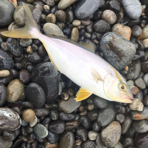 ショゴの釣果