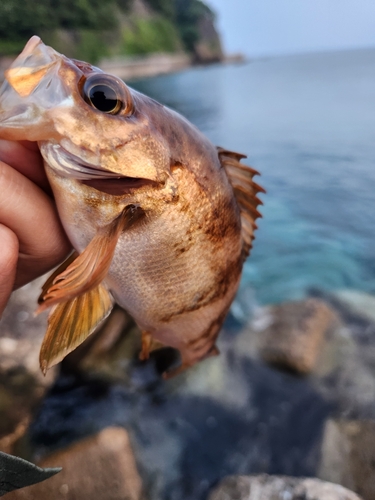 アカメバルの釣果