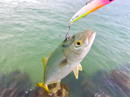 ヤズの釣果