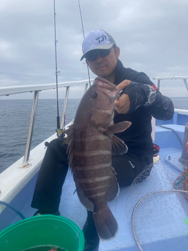 マハタの釣果