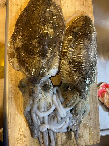 コウイカの釣果