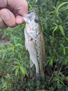 ラージマウスバスの釣果