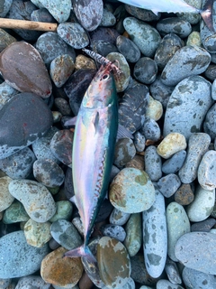 ソウダガツオの釣果