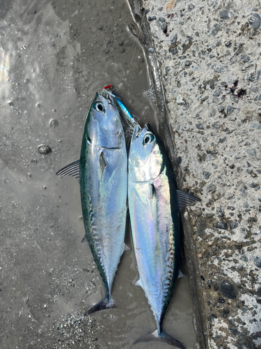 マルソウダの釣果