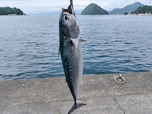 ソウダガツオの釣果