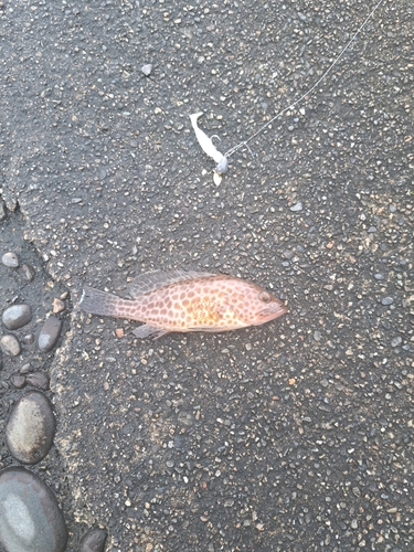 オオモンハタの釣果