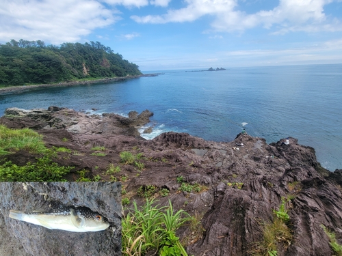 クサフグの釣果