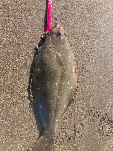 ヒラメの釣果