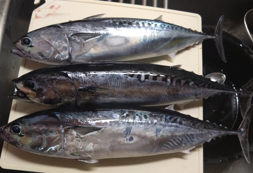 ソウダガツオの釣果