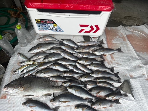 イサキの釣果