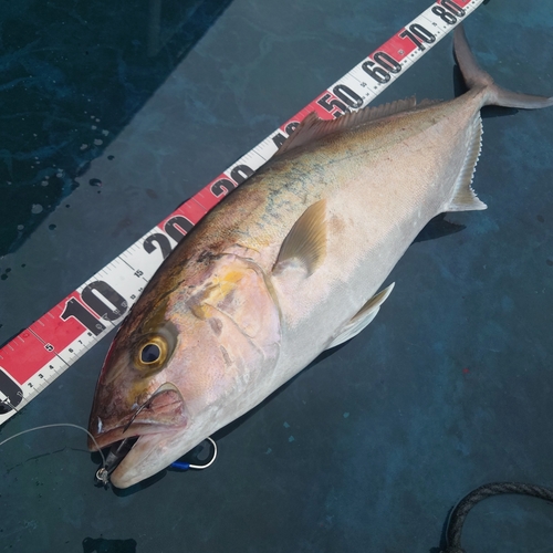 カンパチの釣果