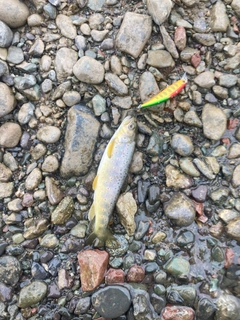 ブラウントラウトの釣果