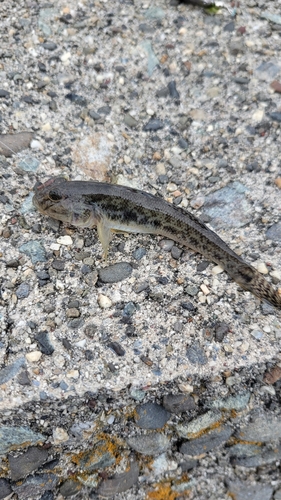 ハゼの釣果