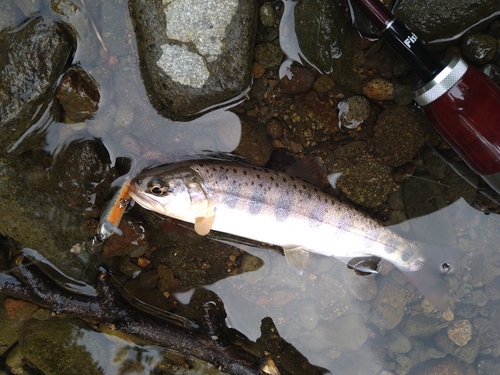 ヤマメの釣果