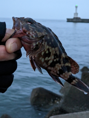 タケノコメバルの釣果