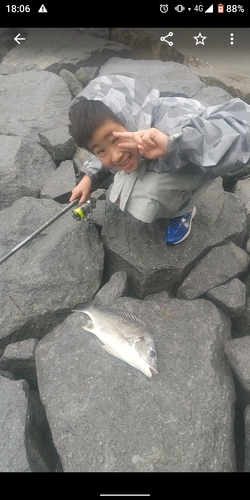 キビレの釣果