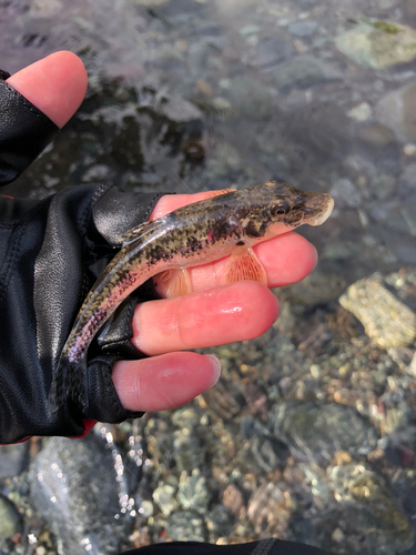 カマツカの釣果