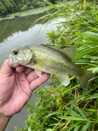 ラージマウスバスの釣果