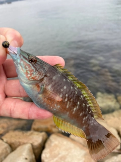 ベラの釣果