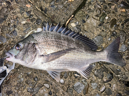 クロダイの釣果