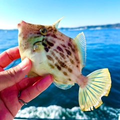 カワハギの釣果