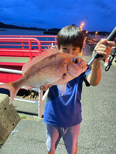 マダイの釣果