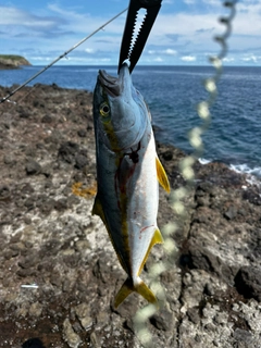 ヒラマサの釣果