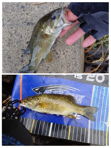 スモールマウスバスの釣果