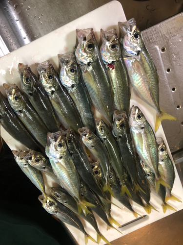 アジの釣果