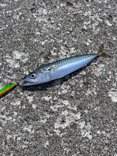 サバの釣果