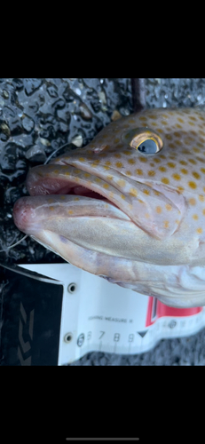 オオモンハタの釣果