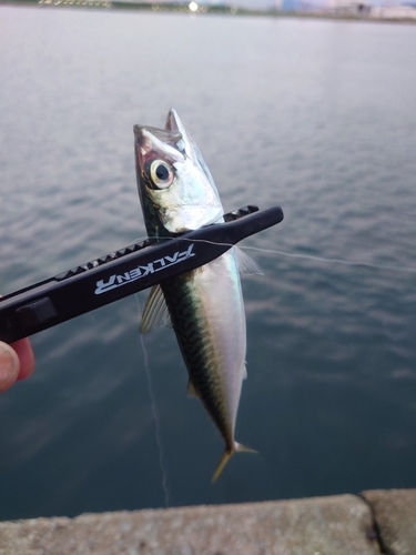 サバの釣果