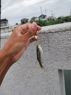 カワムツの釣果