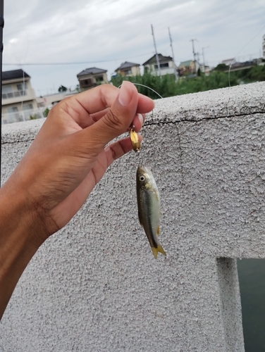 カワムツの釣果