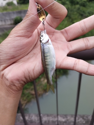 オイカワの釣果