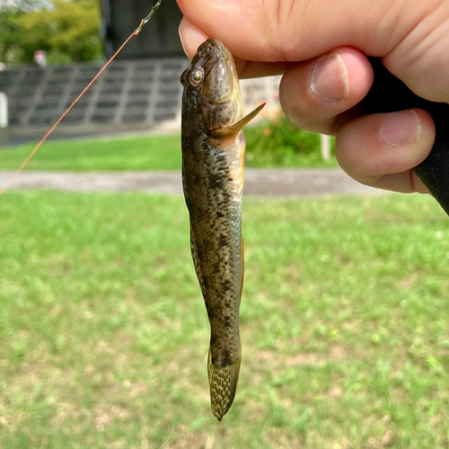 マハゼの釣果